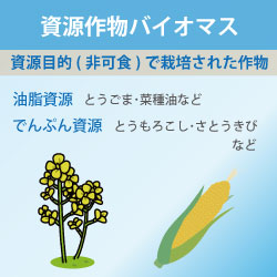 資源作物バイオマス